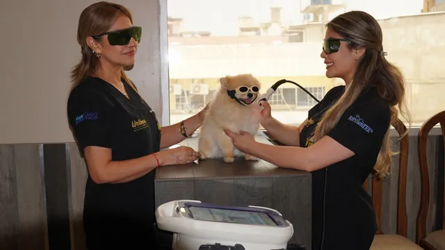 Dos veterinarias con gafas protectoras aplican terapia con láser a un pomerania sobre la mesa de consulta